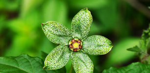 United States National Herbarium