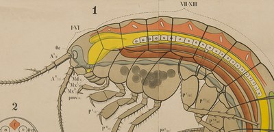 La bellezza della biodiversità