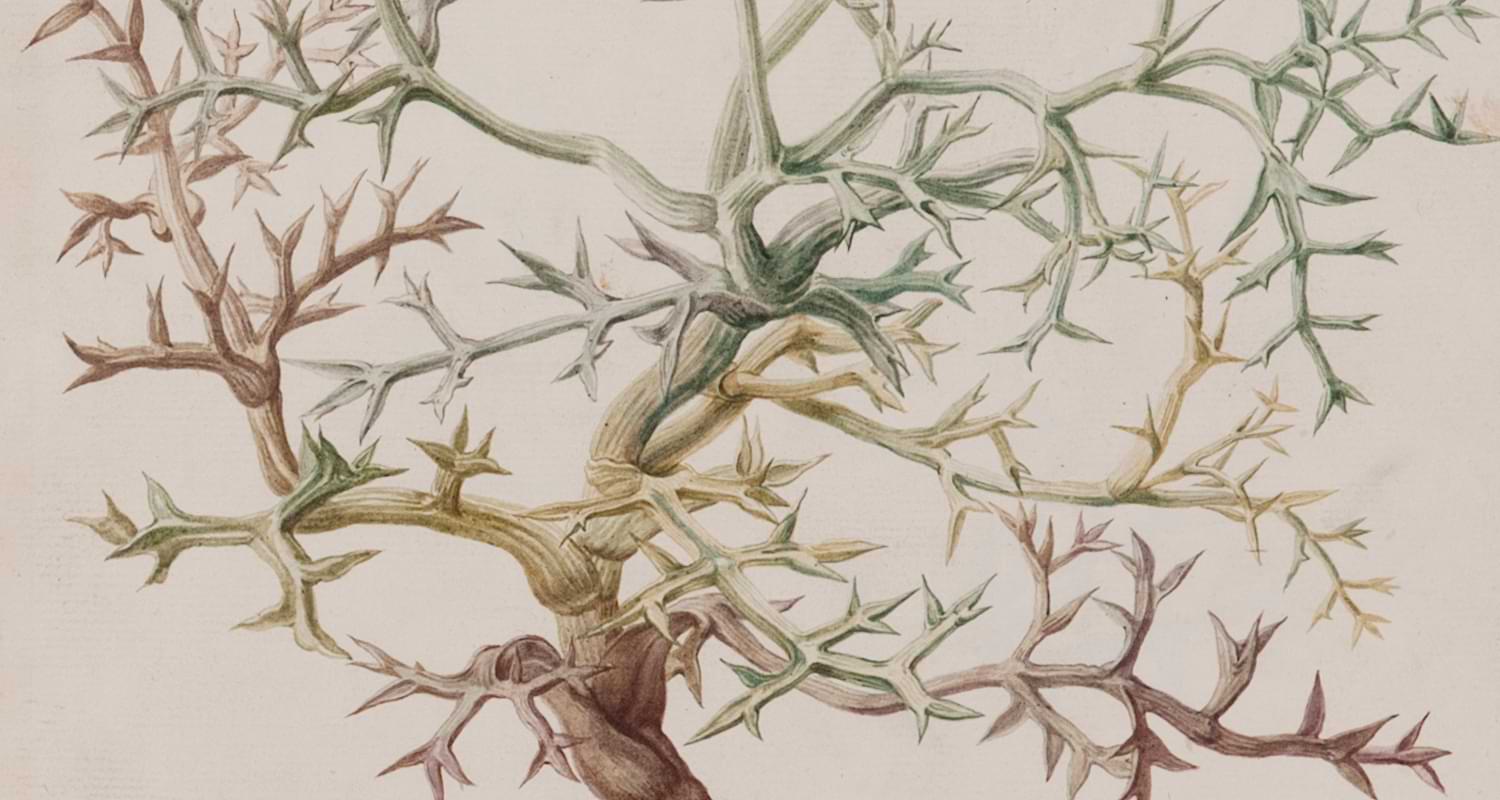 Erbari illustrati della Biblioteca dell'Orto botanico dell'Università di Padova