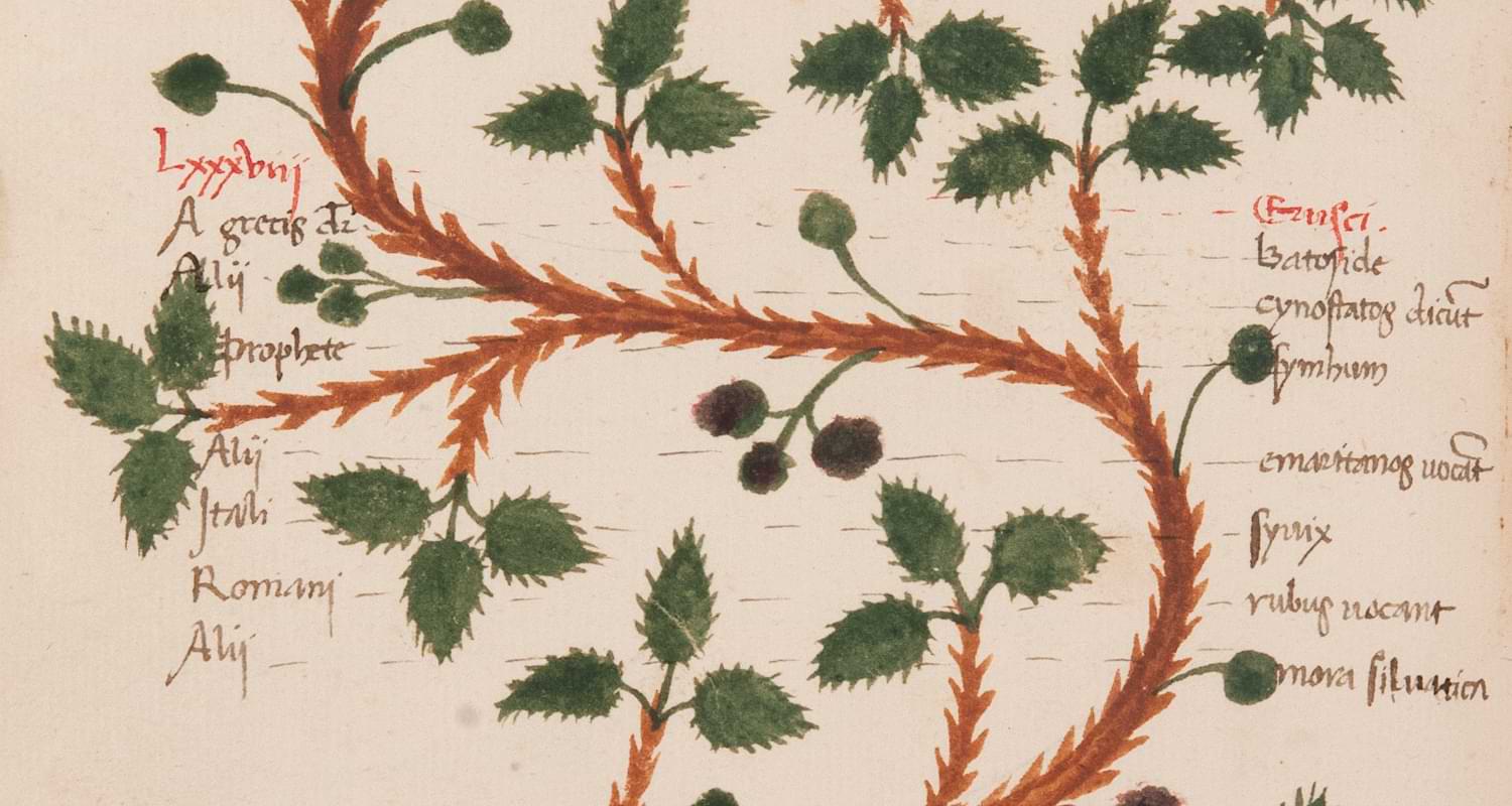 Erbari illustrati della Biblioteca dell'Orto botanico dell'Università di Padova