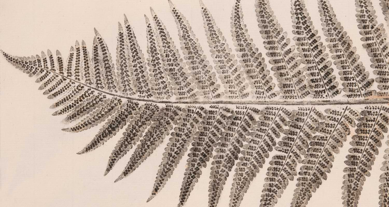 Erbari illustrati della Biblioteca dell'Orto botanico dell'Università di Padova