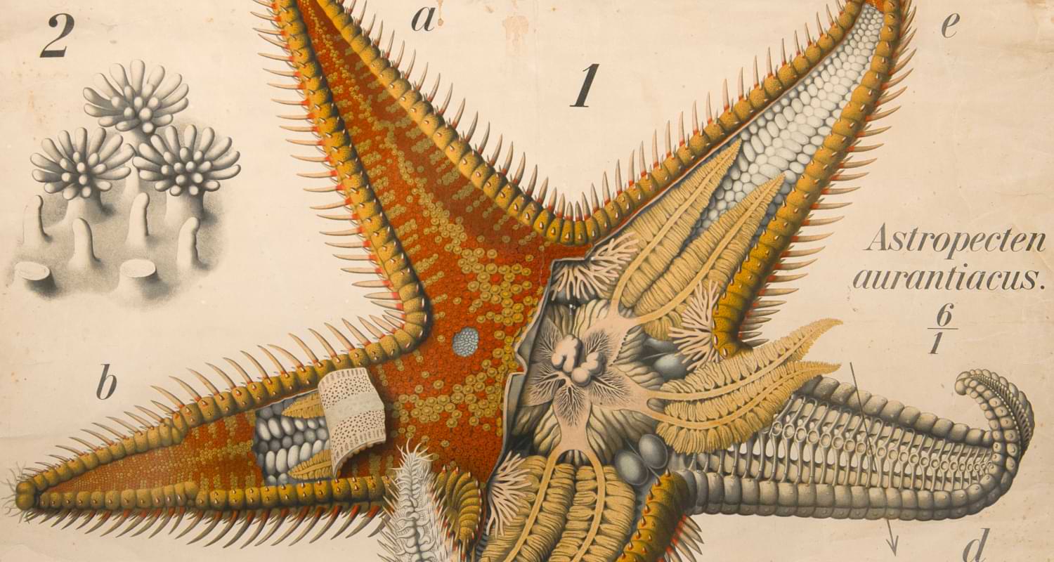 La bellezza della biodiversità