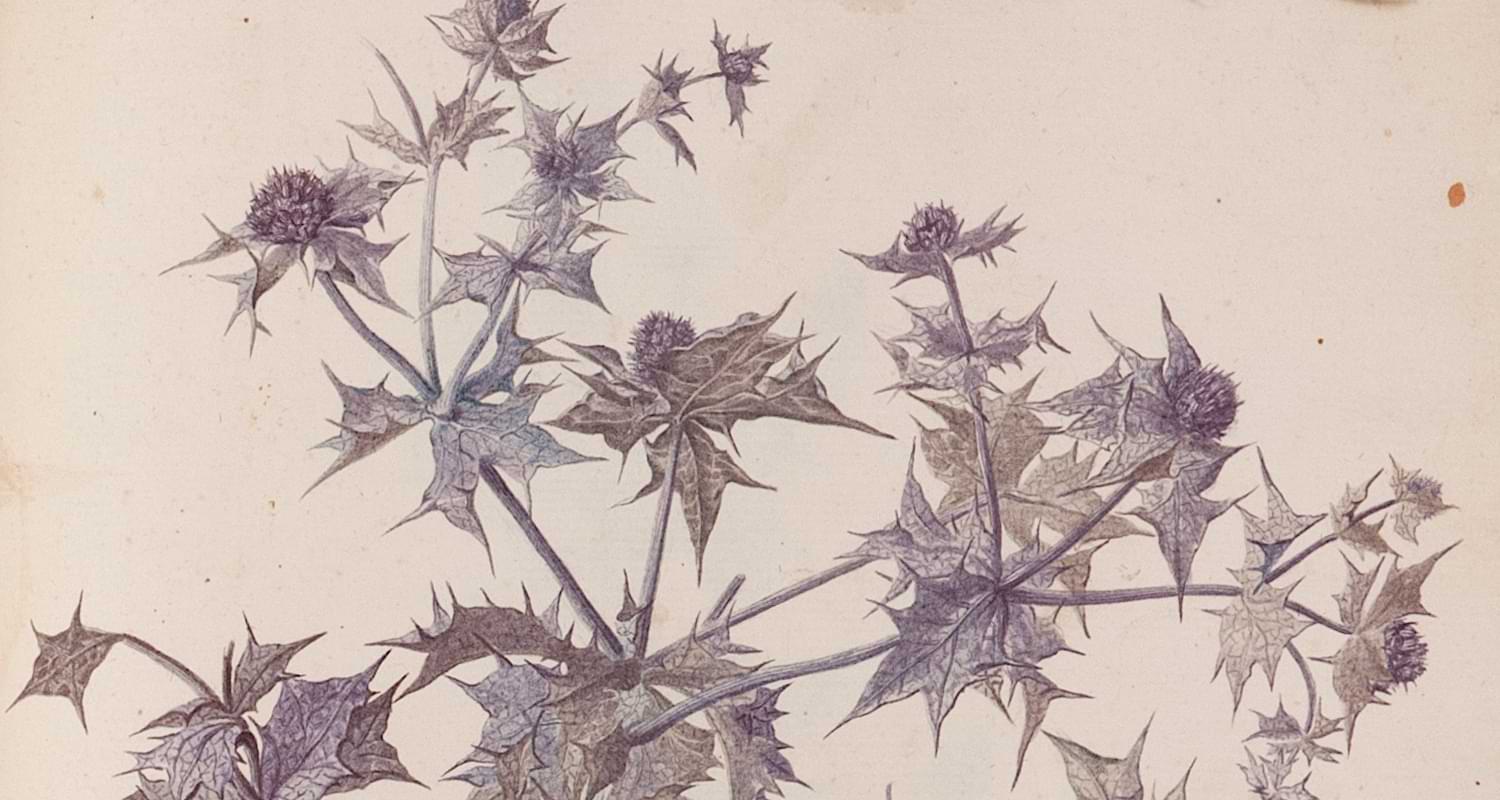 L'illustrazione botanica