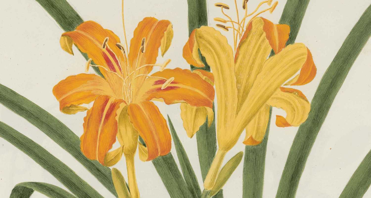 L'illustrazione botanica