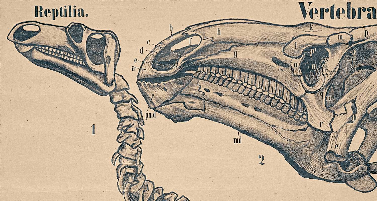 Images and prehistory