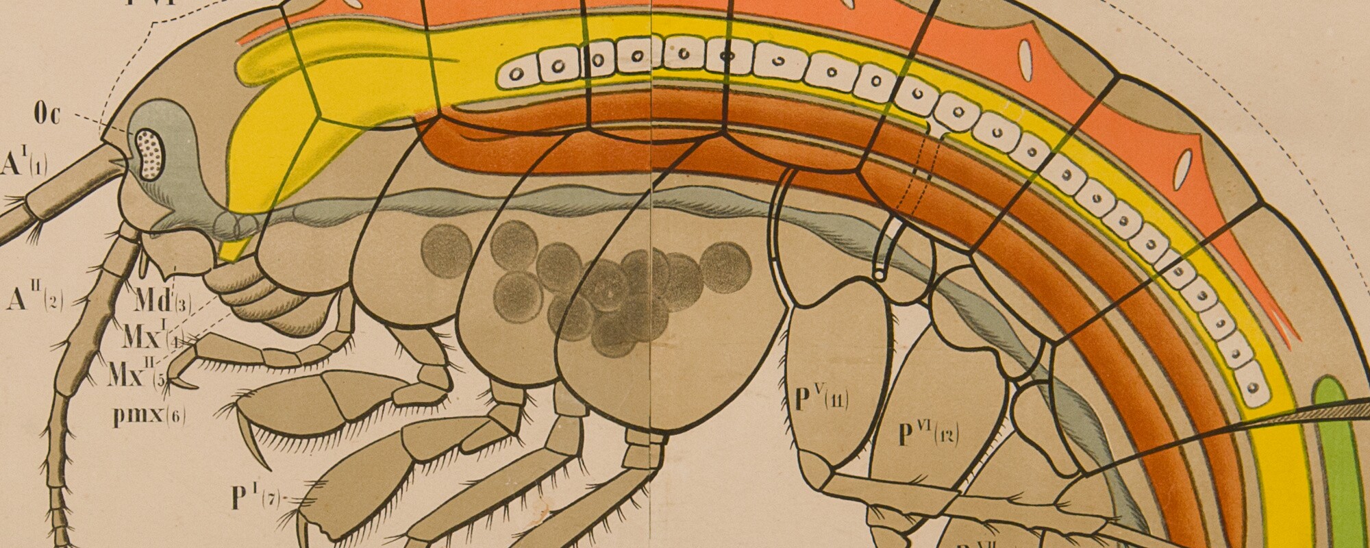 Scientific wallcharts