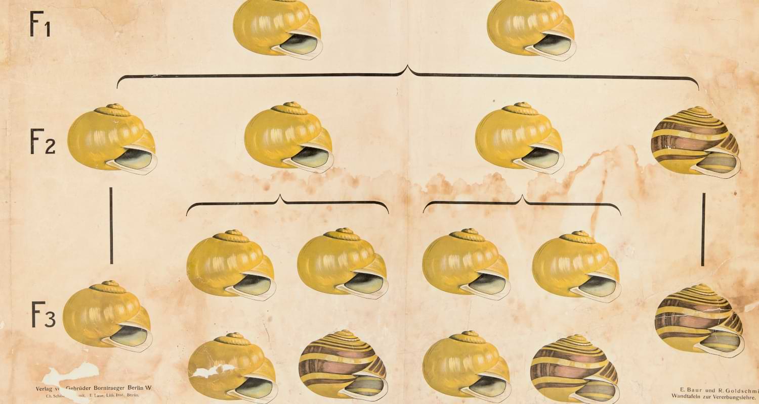 Scientific wallcharts