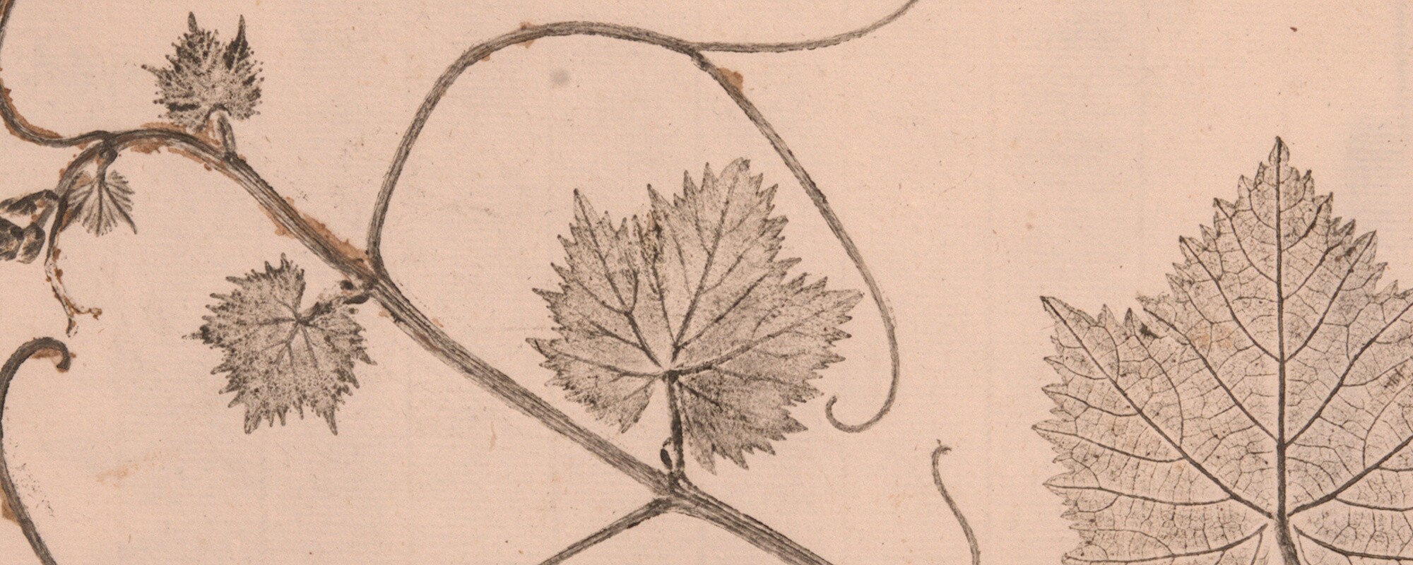 The botanical illustration