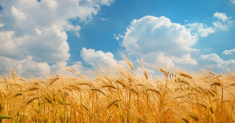 Presentazione del volume "Grano amaro" di Tommaso Vidal