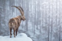 Presentazione del libro "Atlante dei Mammiferi in Italia"